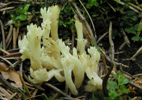 konárovka hrebenitá Clavulina coralloides (L.) J. Schröt.