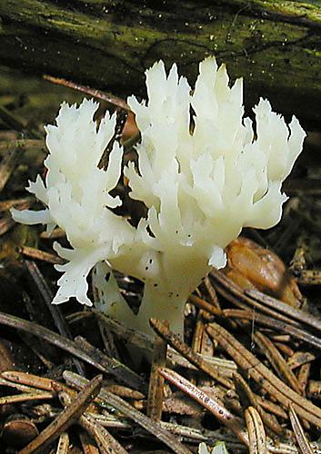 konárovka hrebenitá Clavulina coralloides (L.) J. Schröt.