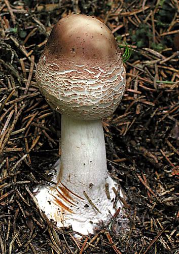 bedľa červenejúca Chlorophyllum rachodes (Vittad.) Vellinga