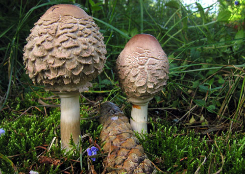 bedľa červenejúca Chlorophyllum rachodes (Vittad.) Vellinga