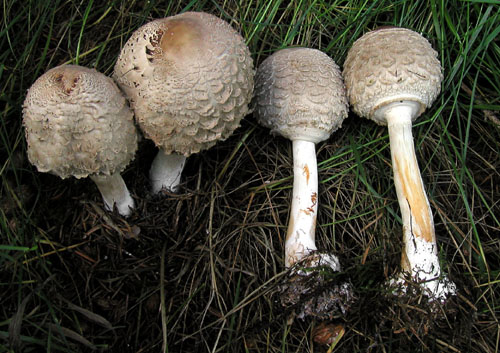 bedľa červenejúca Chlorophyllum rachodes (Vittad.) Vellinga