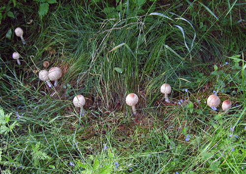 bedľa červenejúca Chlorophyllum rachodes (Vittad.) Vellinga