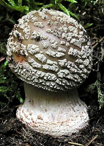 muchotrávka červenkastá Amanita rubescens Pers.