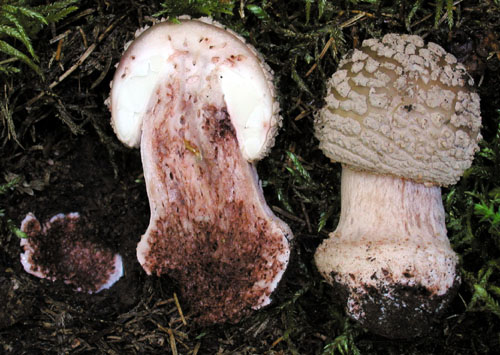 muchotrávka červenkastá Amanita rubescens Pers.