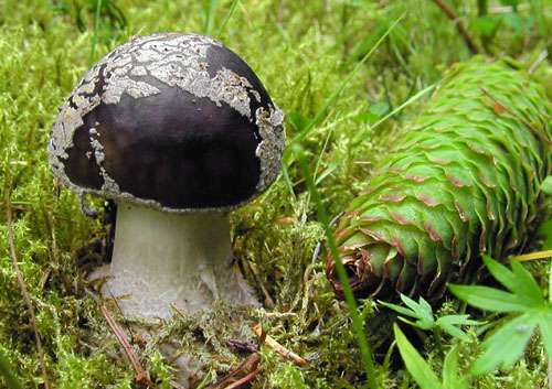 muchotrávka hrubá Amanita excelsa (Fr.) Bertill.