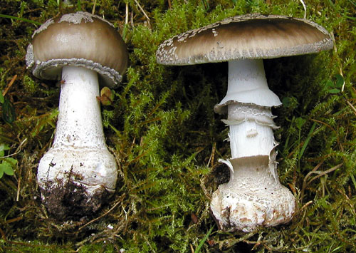 muchotrávka hrubá Amanita excelsa (Fr.) Bertill.