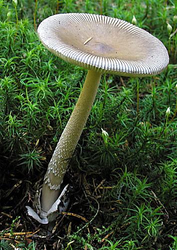 muchotrávka Amanita sp.