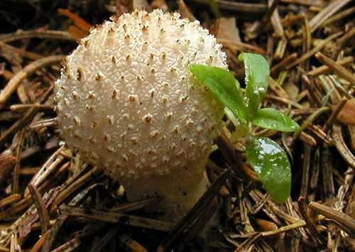 prášnica bradavičkatá Lycoperdon perlatum Pers.