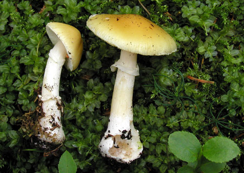 muchotrávka slamovožltá Amanita gemmata (Fr.) Bertill.