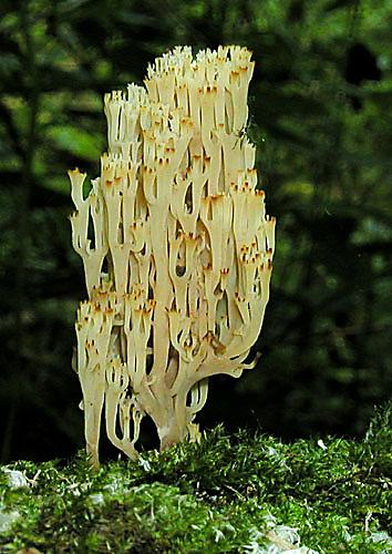 korunovec svietnikovitý Artomyces pyxidatus (Pers.) Jülich