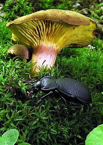 lupeňopórovec červenožltý Phylloporus rhodoxanthus (Schwein.) Bres.