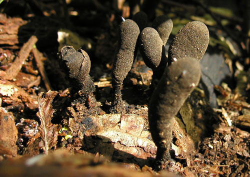 drevnatec kyjakovitý Xylaria polymorpha (Pers.) Grev.