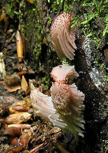 pazderka Stemonitis axifera (Bull.) T. Macbr.