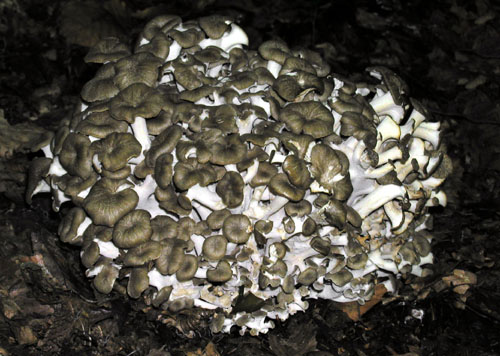 trúdnik klobúčkatý Polyporus umbellatus (Pers.) Fr.