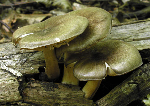 povraznica širokolupeňová Megacollybia platyphylla (Pers.) Kotl. & Pouzar