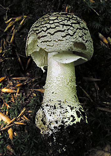 muchotrávka hrubá Amanita excelsa (Fr.) Bertill.