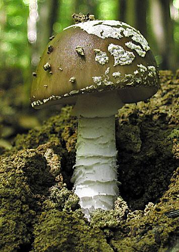 muchotrávka hrubá Amanita excelsa (Fr.) Bertill.