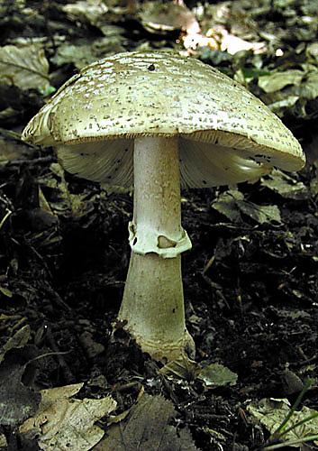 muchotrávka červenkastá Amanita rubescens Pers.