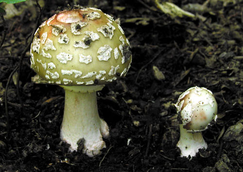 muchotrávka červenkastá Amanita rubescens Pers.