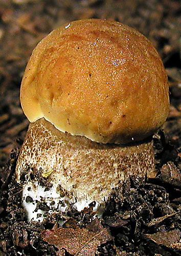 kozák hrabový Leccinum pseudoscabrum (Kallenb.) Šutara