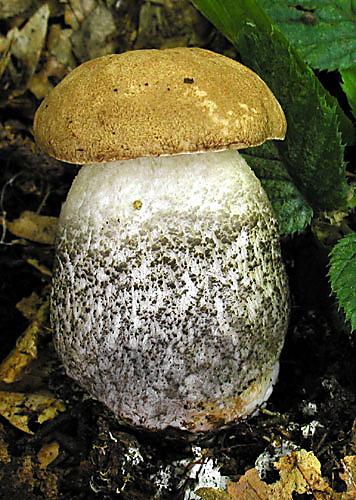 kozák hrabový Leccinum pseudoscabrum (Kallenb.) Šutara