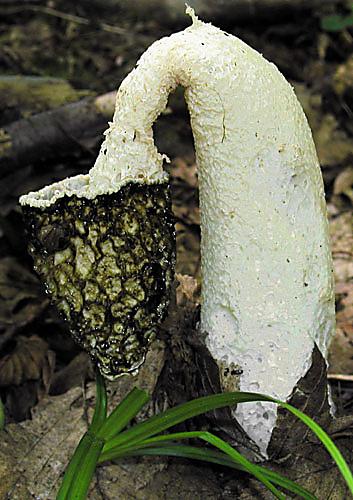 hadovka smradľavá Phallus impudicus L.