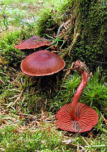 pavučinovec krvavý Cortinarius sanguineus (Wulfen) Fr.