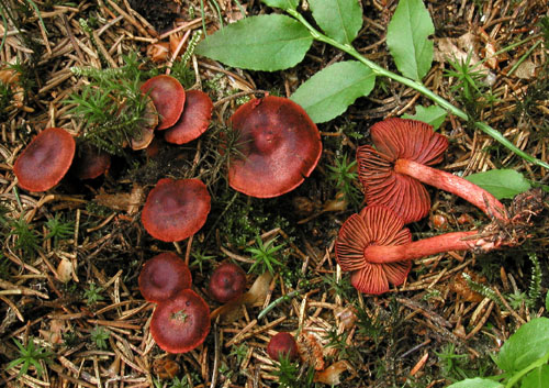 pavučinovec krvavý Cortinarius sanquineus