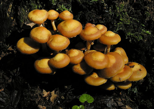 šupinačka menlivá Kuehneromyces mutabilis (Schaeff.) Singer & A.H. Sm.