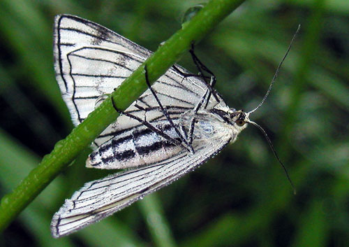 piadivka žilkovaná Siona lineata