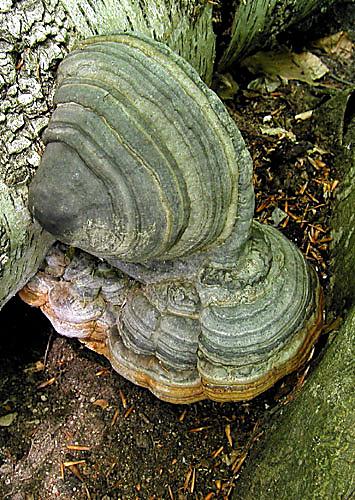 práchnovec kopytovitý Fomes fomentarius (L.) J.J. Kickx