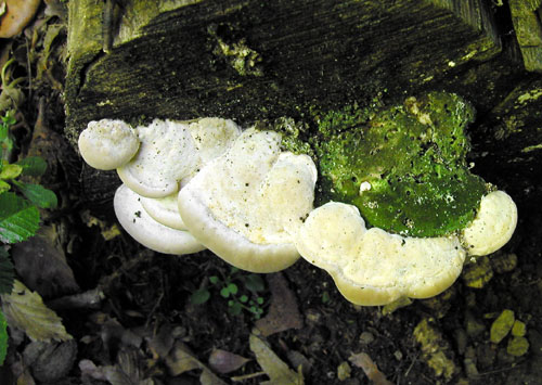 trúdnikovec hrbatý Trametes gibbosa (Pers.) Fr.