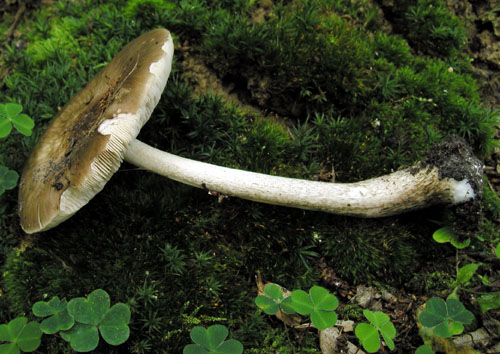 štítovka jelenia Pluteus cervinus (Schaeff.) P. Kumm.