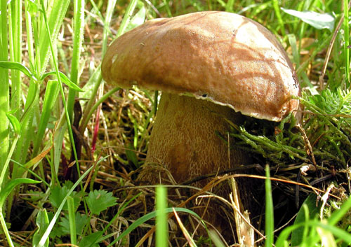 hríb smrekový Boletus edulis Bull.