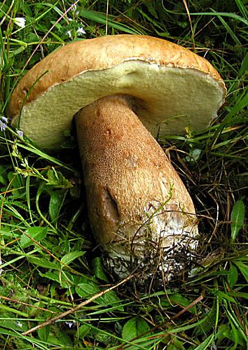 hríb smrekový Boletus edulis Bull.