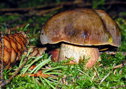 hríb zrnitohlúbikový Sutorius luridiformis (Rostk.) G. Wu & Zhu L. Yang