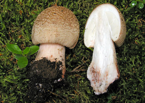 muchotrávka červenkastá Amanita rubescens Pers.