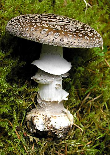 muchotrávka hrubá Amanita excelsa (Fr.) Bertill.