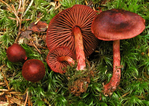 pavučinovec krvavý Cortinarius sanquineus