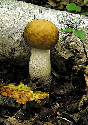 kozák hrabový Leccinum pseudoscabrum (Kallenb.) Šutara