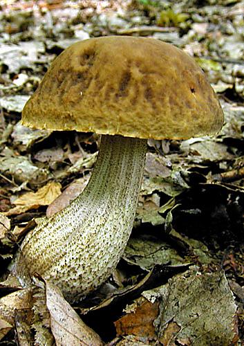 kozák hrabový Leccinum pseudoscabrum (Kallenb.) Šutara