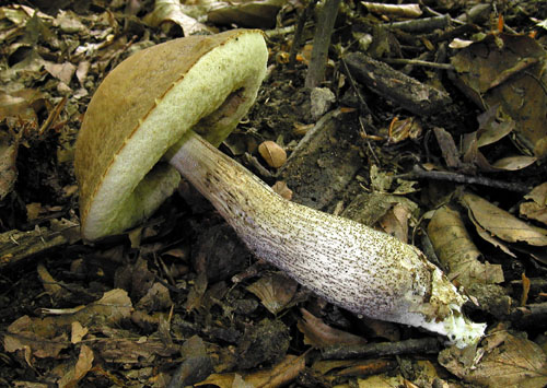 kozák hrabový Leccinum pseudoscabrum (Kallenb.) Šutara