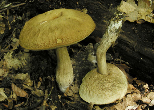 kozák hrabový Leccinum pseudoscabrum (Kallenb.) Šutara