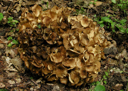 trúdnik klobúčkatý Polyporus umbellatus (Pers.) Fr.