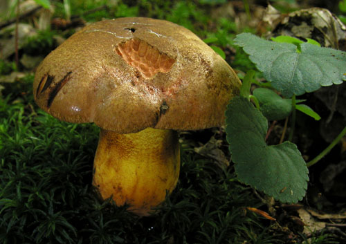 hríb modrejúci Cyanoboletus pulverulentus (Opat.) Gelardi, Vizzini & Simonini