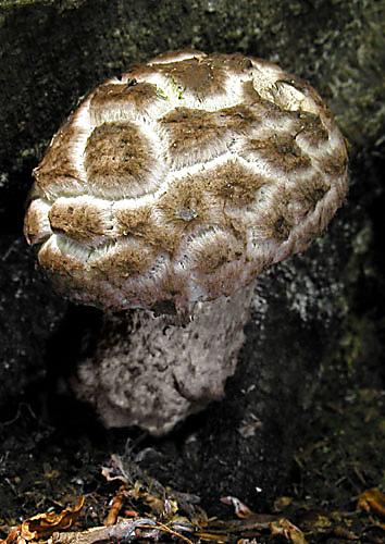 šiškovec šupinatý Strobilomyces strobilaceus (Scop.) Berk.