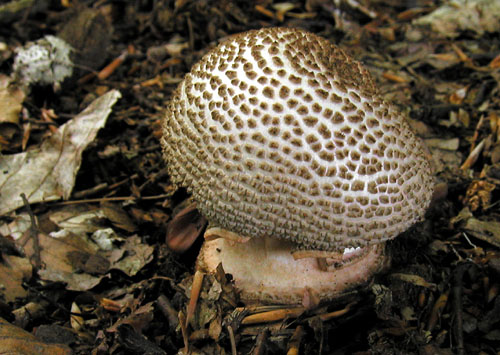 muchotrávka červenkastá Amanita rubescens Pers.