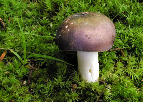 plávka modrastá Russula cyanoxantha (Schaeff.) Fr.