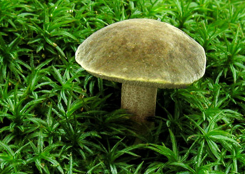 hríb modrejúci Cyanoboletus pulverulentus (Opat.) Gelardi, Vizzini & Simonini