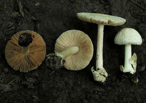 pošvovec smrekový Volvariella hypopithys (Fr.) Shaffer